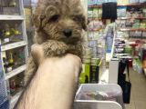 Maltipoo Oyuncu Sevimli Yavrular
